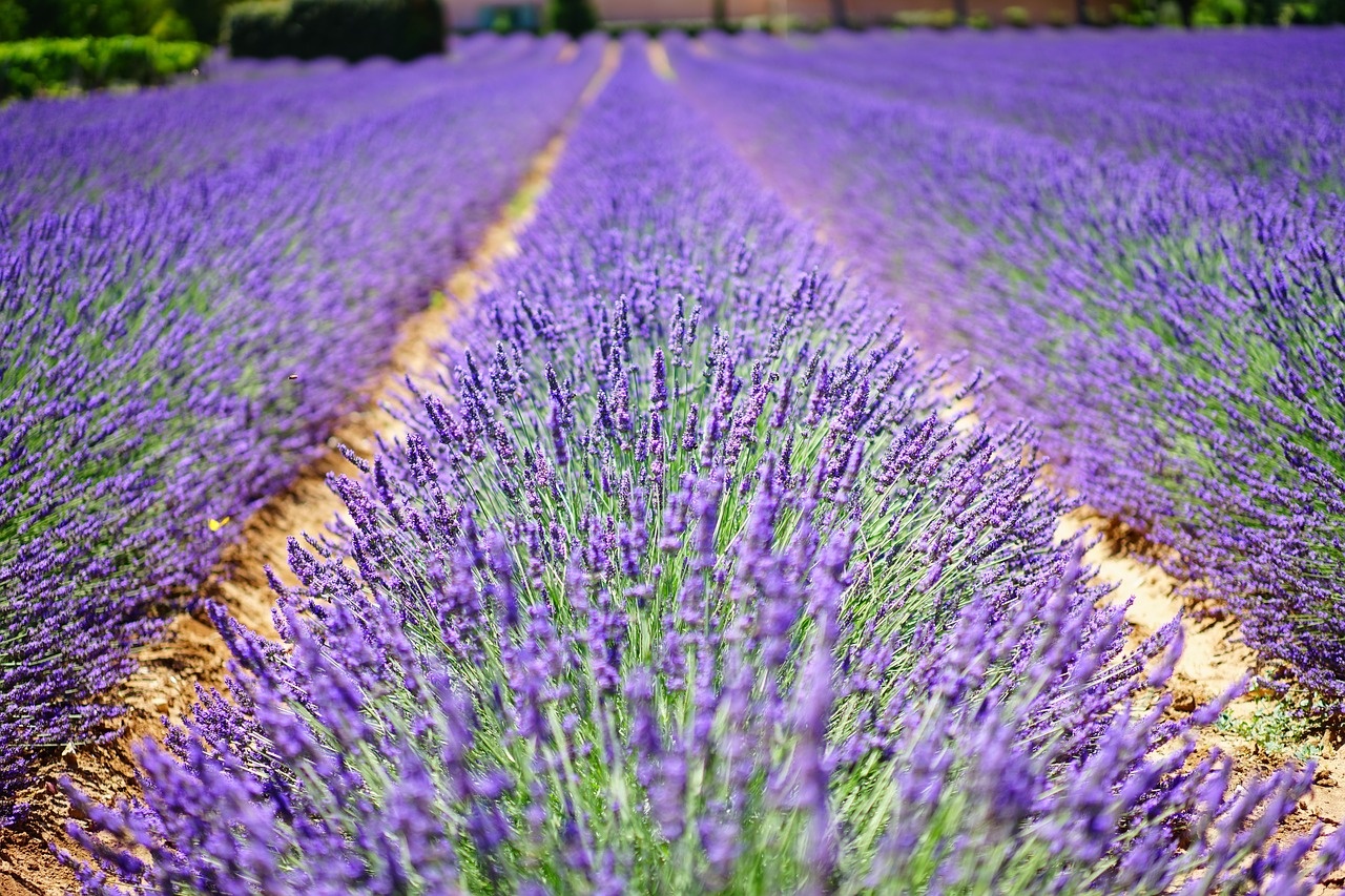 provence_1280